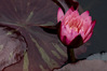 IMGP8636dw.jpg