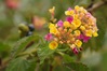 IMGP9464a.JPG