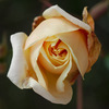 IMGP9490drktbl.jpg