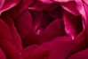 IMGP9494drktbl.jpg