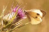 IMGP9845_rid.jpg