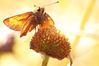 IMGP9987_rid.jpg