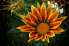 gazania1600.jpg