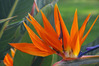 IMGP7519.JPG