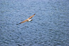 MANTOVA_2014_0127.JPG