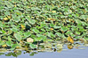 MANTOVA_2014_0185.JPG