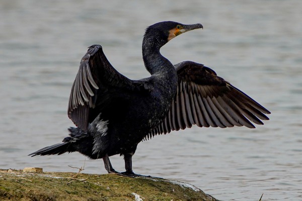 cormorano.jpg