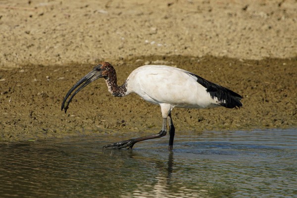 ibis018.jpg