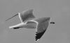 B_W_e_Planar_0016A.jpg