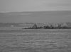 CORMORANI_0073_[full].jpg
