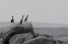 Cormorani__ZFA4428.jpg