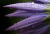 METAL_LILLA_0047A.jpg