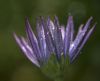METAL_LILLA_0049A.jpg