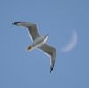 gabbiano_e_luna_KFAB1098.jpg