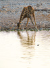 GIRAFFA_2168.jpg