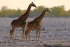 GIRAFFE_2122.jpg