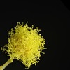 mimosa2.jpg