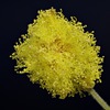 mimosa3a.jpg