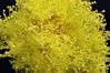 mimosa4a.jpg