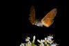 Macroglossum-Stellatarum-3.jpg