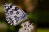 Melanargia2.jpg