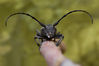 Morimus-asper-2.jpg