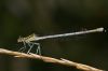 Platycnemis-pennipes-2.jpg