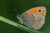 Plebejus-argus.jpg