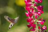 macroglossum3.jpg