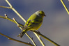 K3003541venturone_r.jpg