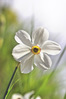 K3085491_narciso_r.jpg