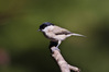 K3II9466_cincia_bigia_r~0.jpg
