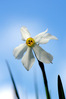 K3II9663_narciso_r.jpg