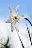 K3II9689_narciso_r.jpg