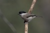 cincia_bigia3563.jpg