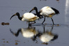 ibis6915r.jpg