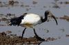 ibis6967r.jpg