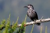 nocciolaia4434r.jpg