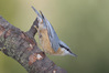 picchiomuratore3001661r.jpg