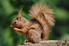 scoiattolo0392r.jpg