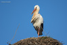 _IMG0913-Edit.jpg