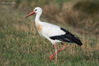 _IMG1010-Edit.jpg