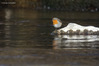 _IMG2273-Edit-2-Edit.jpg