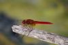 Crocothemis_erythraea__c9_R_M__2009_0622.JPG