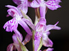 IMK26447_orchidea_stk_ridotta.jpg