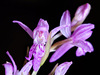 IMK26457_orchiedea_stk_ridotta.jpg