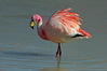 bolivia_20191030laguna_hedionda_puzzolente__f__puna_2824729rid.JPG