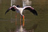 luangwa_valley20220620Yellow_billed_stork_28429_rid.jpg