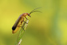NGM33173ppg_1.jpg