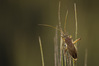 NGM33401ppg.jpg
